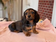 Miniature_Dachshund1_8446