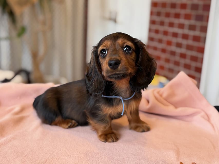ミニチュア ダックスフンド ルーシー & ジェットの子犬 レッド 男の子(1)Miniature_Dachshund1_8446 ミニチュア ダックスフンド ルーシー & ジェットの子犬 レッド 男の子(1)