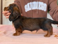 ルーシー & ジェットの子犬 レッド 男の子（1） ミニチュア ダックスフンド