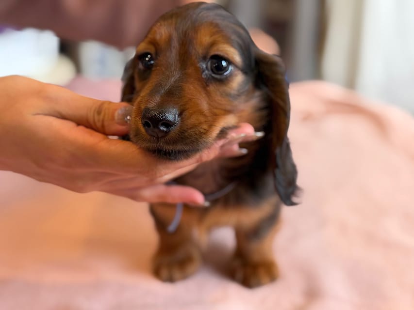 ミニチュア ダックスフンド ルーシー & ジェットの子犬 レッド 男の子(1)Miniature_Dachshund1_8455 ミニチュア ダックスフンド ルーシー & ジェットの子犬 レッド 男の子(1)