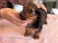 Miniature_Dachshund1_8458