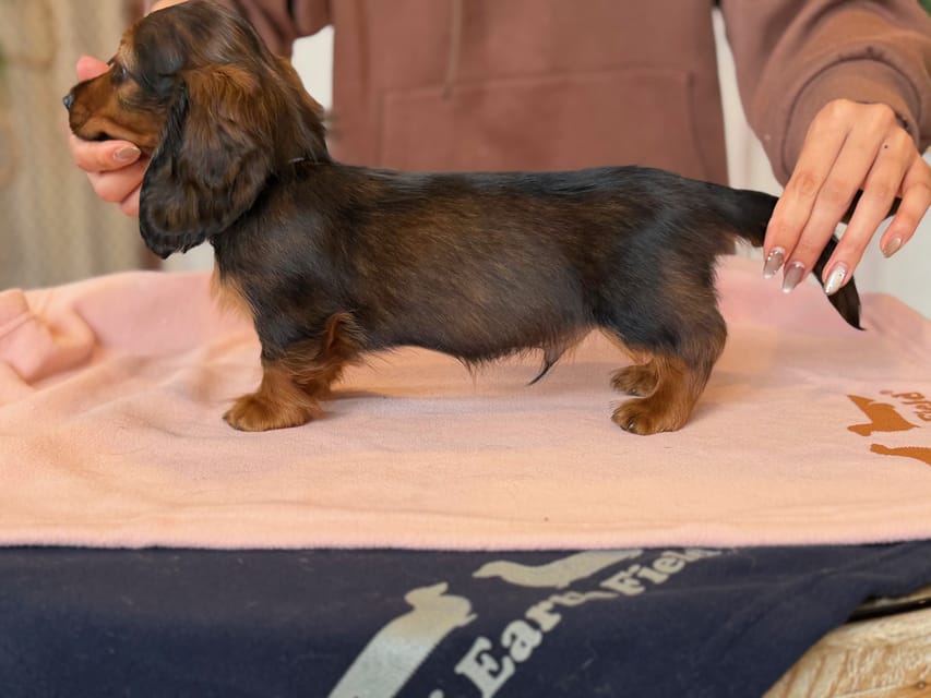 ミニチュア ダックスフンド ルーシー & ジェットの子犬 レッド 男の子(1)Miniature_Dachshund1_8459 ミニチュア ダックスフンド ルーシー & ジェットの子犬 レッド 男の子(1)