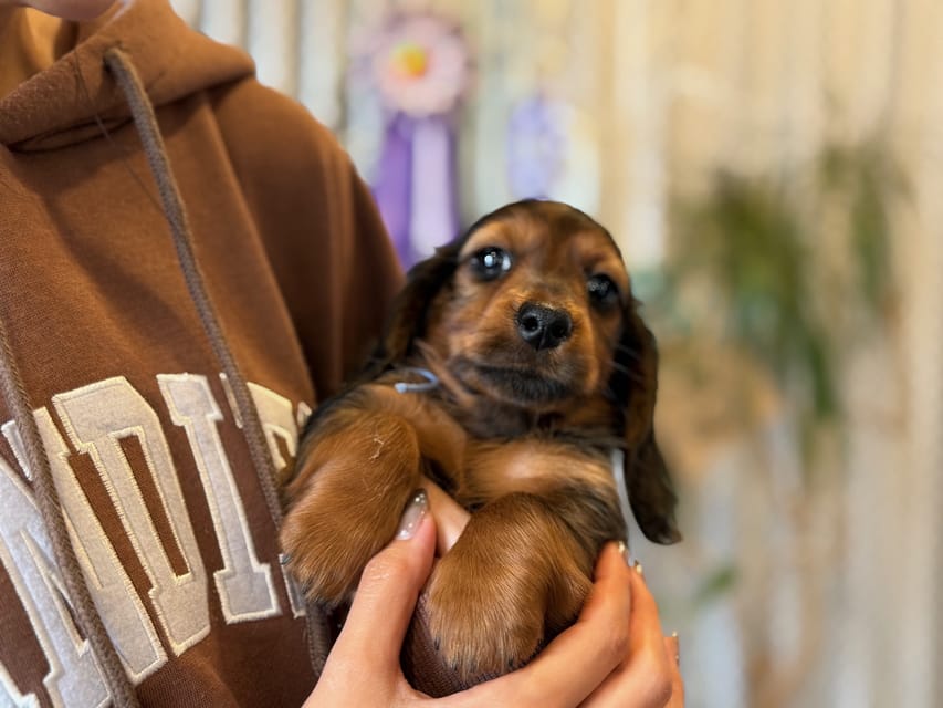 ミニチュア ダックスフンド ルーシー & ジェットの子犬 レッド 男の子(1)Miniature_Dachshund1_8467 ミニチュア ダックスフンド ルーシー & ジェットの子犬 レッド 男の子(1)