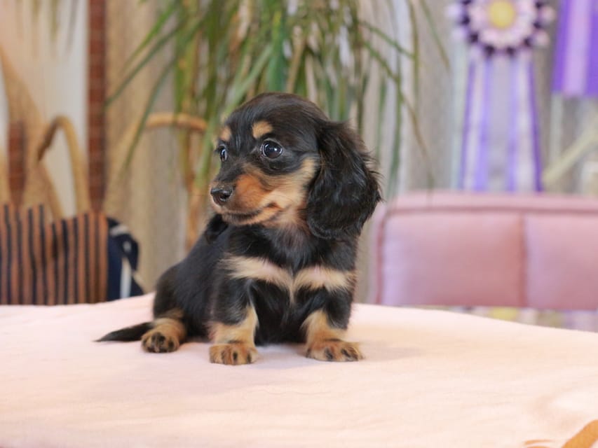 ミニチュア ダックスフンド すずらん & ジェットの子犬 ブラックタン 女の子