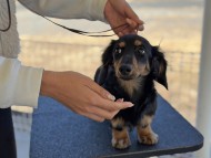 Miniature_Dachshund200_0
