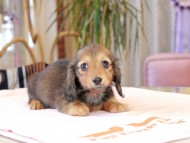 すずらん & ジェットの子犬 レッド 女の子（1） ミニチュアダックスフンド