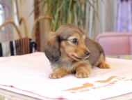 すずらん & ジェットの子犬 レッド 女の子（2） ミニチュアダックスフンド