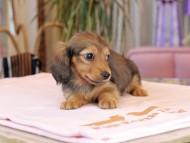 Miniature_Dachshund2018 Miniature_Dachshund2018