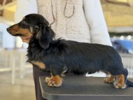 Miniature_Dachshund201_0