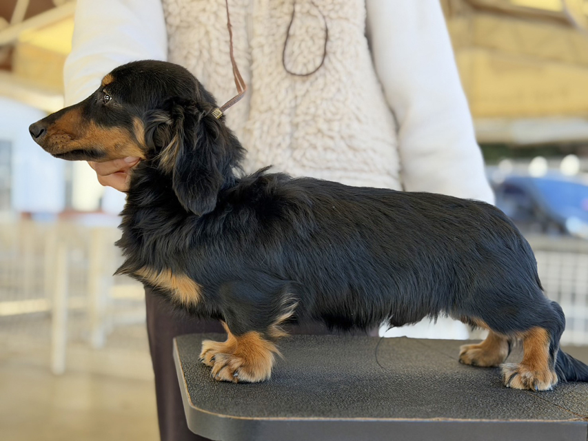 ミニチュア ダックスフンド ローリー & デンゼルの子犬 ブラックタン 男の子