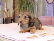 Miniature_Dachshund2020 Miniature_Dachshund2020
