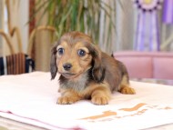 Miniature_Dachshund2022 Miniature_Dachshund2022
