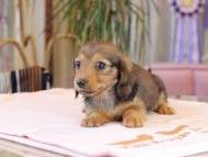 Miniature_Dachshund2023 Miniature_Dachshund2023
