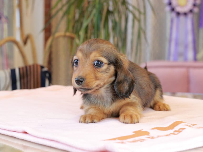 ミニチュア ダックスフンド すずらん & ジェットの子犬 レッド 女の子（2）
