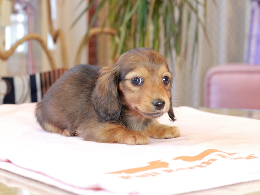 ミニチュア ダックスフンド すずらん & ジェットの子犬 レッド 女の子（2）