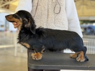 Miniature_Dachshund202_0