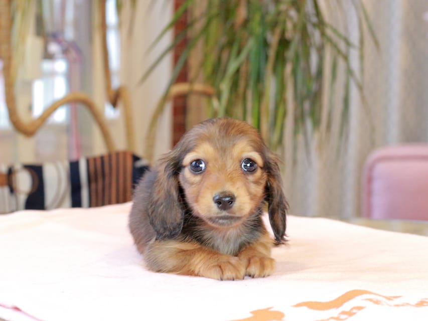 ミニチュア ダックスフンド すずらん & ジェットの子犬 レッド 女の子（2）