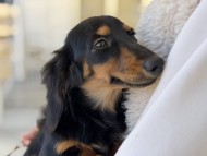 Miniature_Dachshund203_0