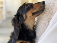 Miniature_Dachshund204_0