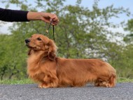 Miniature_Dachshund2