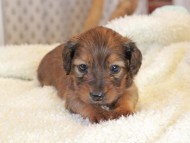 Miniature_Dachshund2398
