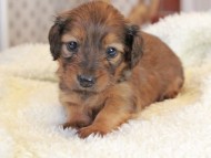 Miniature_Dachshund2400