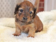 Miniature_Dachshund2402