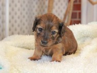 Miniature_Dachshund2405 Miniature_Dachshund2405