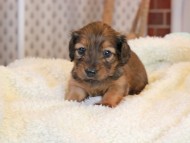 Miniature_Dachshund2407 Miniature_Dachshund2407