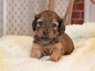 Miniature_Dachshund2408 Miniature_Dachshund2408