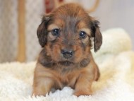 Miniature_Dachshund2411
