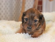 Miniature_Dachshund2414
