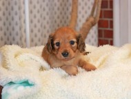 Miniature_Dachshund2430