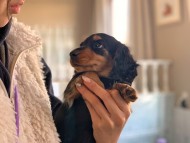 Miniature_Dachshund293 Miniature_Dachshund293