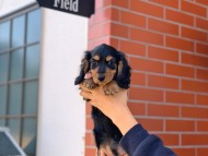 Miniature_Dachshund297