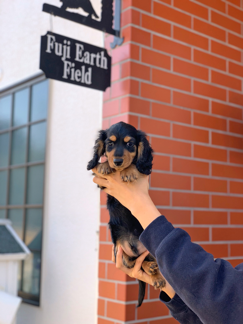 ミニチュアダックスフンド メーテル & パンチの子犬 ブラックタン 男の子