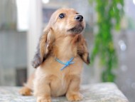 Miniature_Dachshund2991