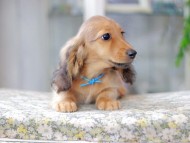 Miniature_Dachshund2994