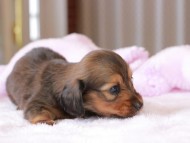 Miniature_Dachshund2_1284 Miniature_Dachshund2_1284