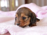 Miniature_Dachshund2_1286 Miniature_Dachshund2_1286