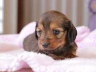 Miniature_Dachshund2_1293 Miniature_Dachshund2_1293