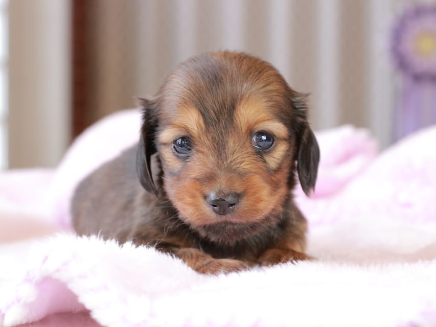 ミニチュア ダックスフンド すずらん & ジェットの子犬 レッド 女の子（1）
