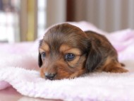 すずらん & ジェットの子犬 レッド 女の子（2） ミニチュアダックスフンド