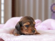 Miniature_Dachshund2_1317 Miniature_Dachshund2_1317