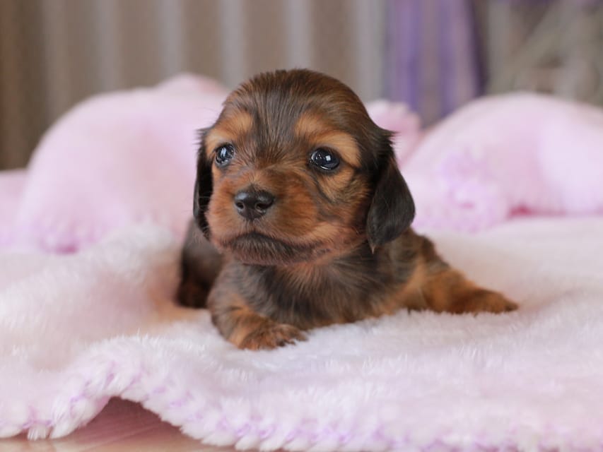 ミニチュア ダックスフンド すずらん & ジェットの子犬 レッド 女の子（2）