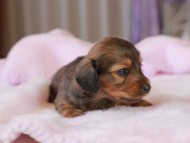 Miniature_Dachshund2_1330