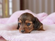 Miniature_Dachshund2_1335