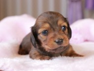 Miniature_Dachshund2_1338