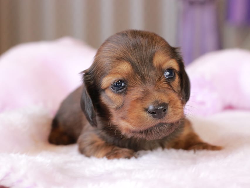 ミニチュア ダックスフンド すずらん & ジェットの子犬 レッド 女の子（2）