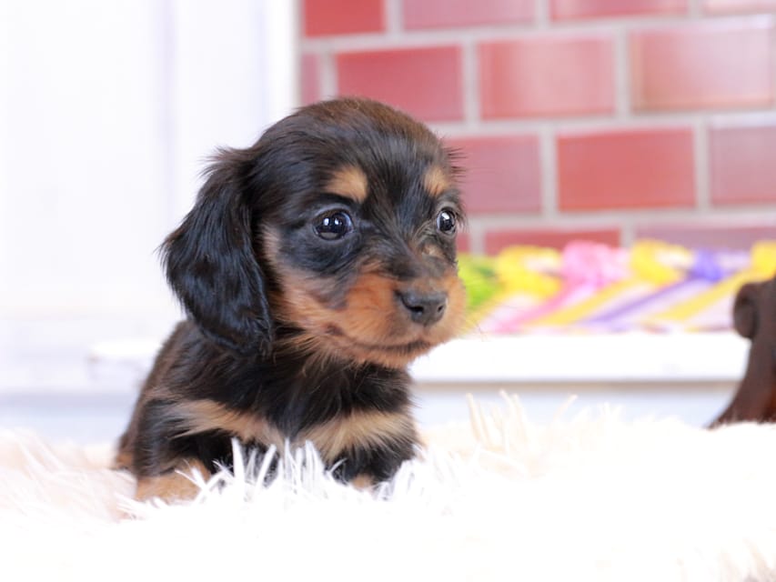 ミニチュア ダックスフンド すずらん & ジェットの子犬 ブラックタン 女の子